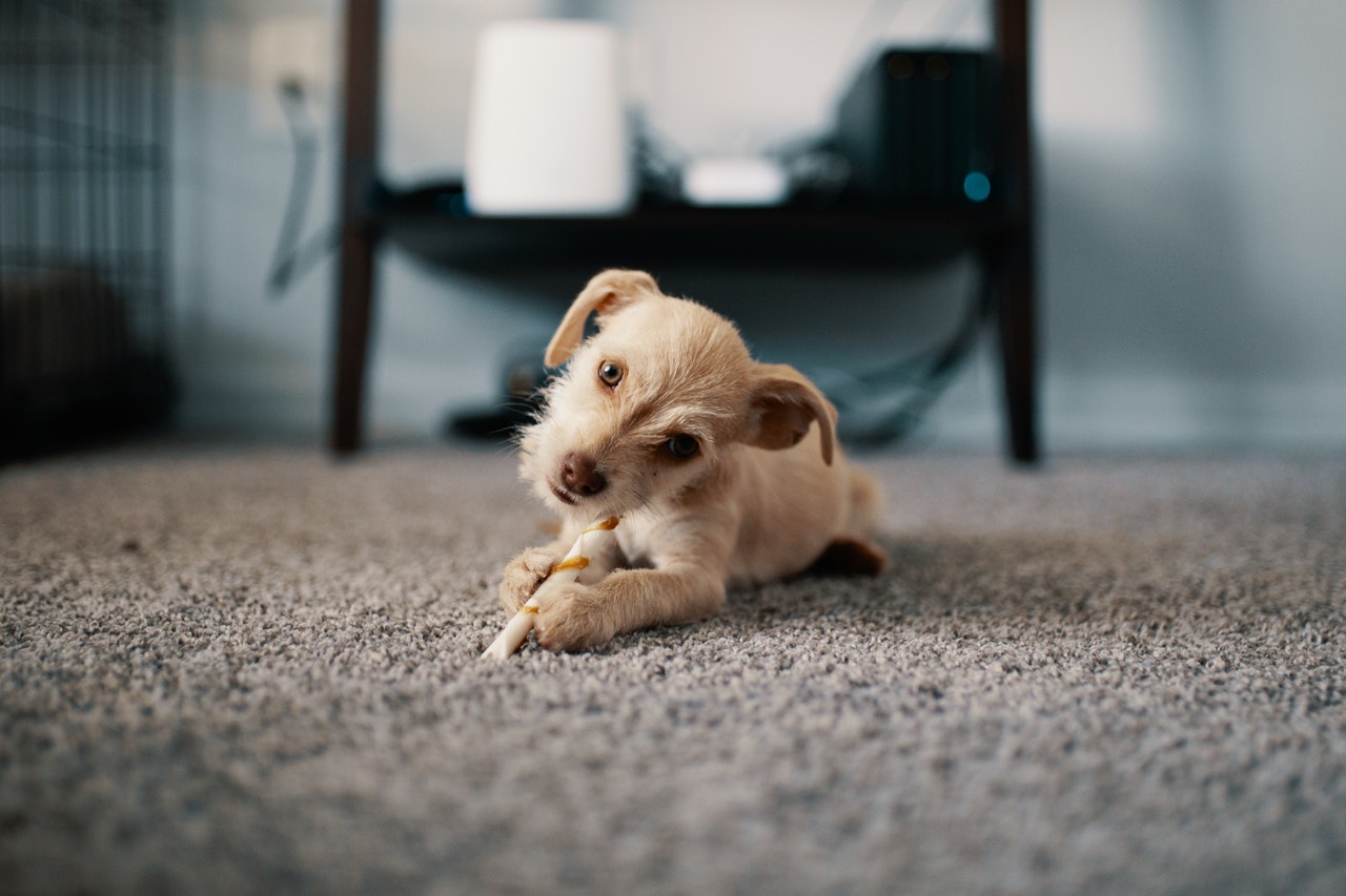 a dog on a carpet
